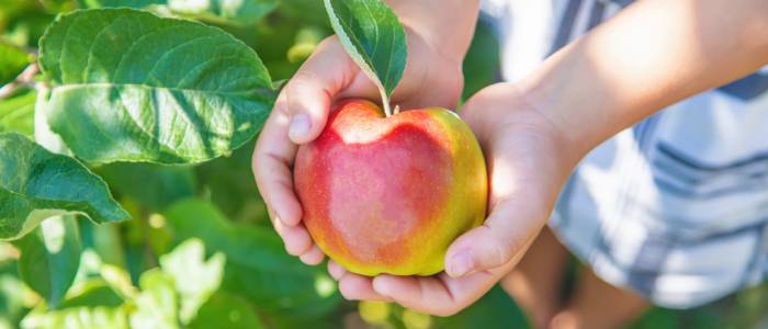 A child’s hands gently hold a red-and-yellow apple still attached to a leafy branch during an apple-picking outing at a Quebec orchard.