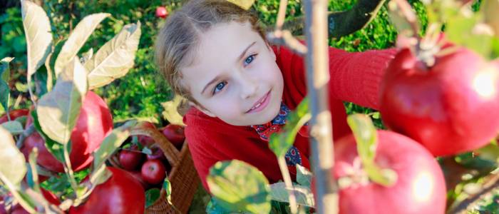 A young girl dressed in red picks ripe apples from a tree, with a harvest basket beside her during an apple-picking outing at the orchard.